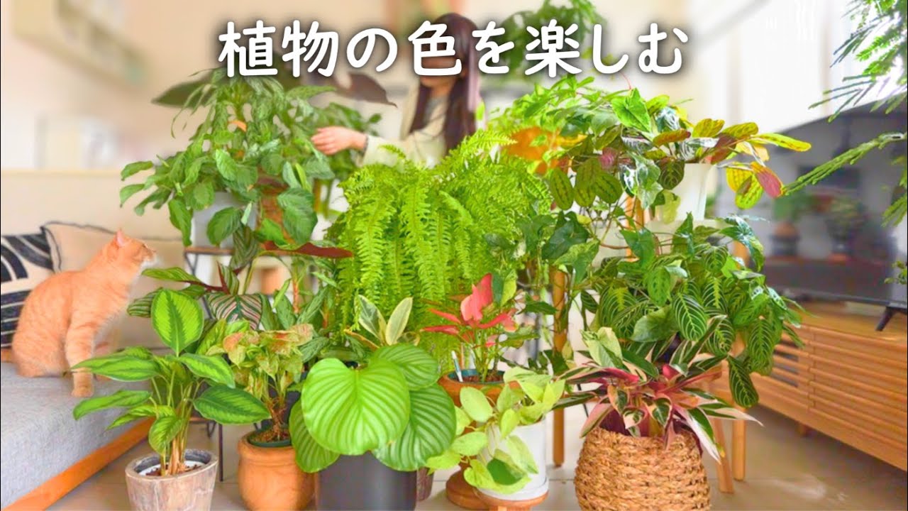 美しい斑入り植物10選☘️見た目・育てやすさ・存在感で厳選