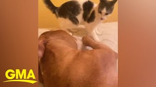 Cat and pitbull are inseparable best buddies who love to wrestle | GMA