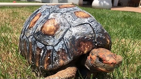 Tortoise Gets Hand-Painted 3D Printed Shell After Surviving Forest Fire
