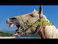 Los caballos, el caballo o corcel .Características y curiosidades (Equus ferus caballus)
