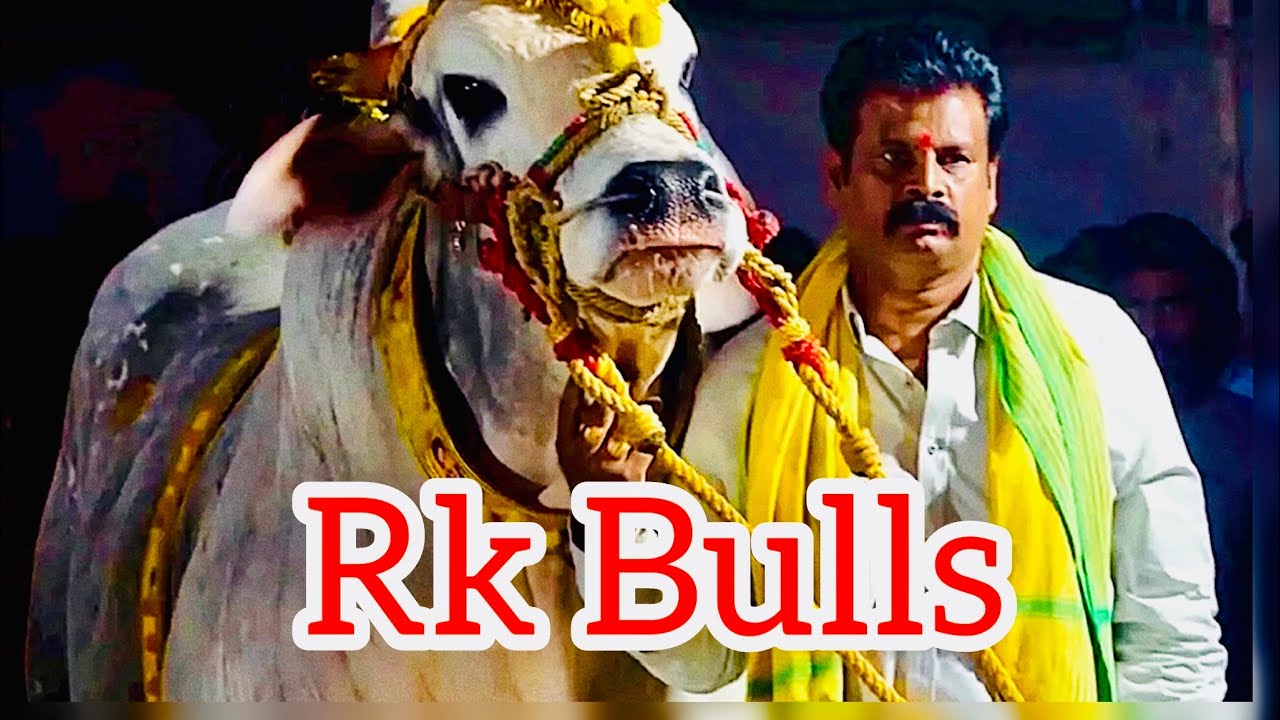 RK BULLS వేటపాలెం | Tenali pandem |