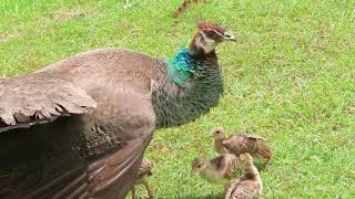 Moments of 5 May Peachicks