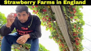 Tour of Strawberry and Vegetable Farms in England| Productive Farming ways