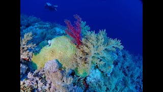 Elfenstone reef in Abu Dabab 4 by Jana Šubic Jurjavčič 140 views 4 months ago 6 minutes, 33 seconds