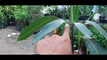 Lựa chọn giống xoài như thế nào| làm sao để tạo tàn cây xoài còn nhỏ| mời cả nhà xem video mới nhé.