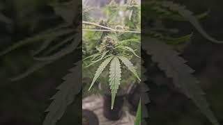 Week 9 flushing muscle dummy, still flowering lemon space cake mr green jeans genetic