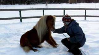 Work with Mike, the new poney im working. He is 15 yrs old stallion by lasuria 4,695 views 14 years ago 2 minutes, 35 seconds