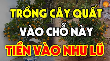 Nên TRỒNG CÂY QUẤT Ở Đâu Trong 3 NGÀY TẾT Để GIÀU SANG BỦA VÂY, Tiền Vàng Ùn Ùn Kéo Vào?