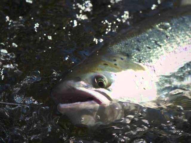 The take on Bomber dry fly 