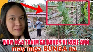 MGA TANIM SA BAHAY NILA ROSE ANN || MALALAKI NA MAY MGA BUNGA NA