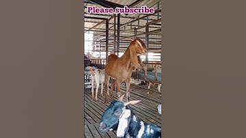 beetal goat - big size - heavyweight #viral #bakri #trending #shorts
