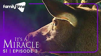 It's a Miracle | S1E3 | Elk Angels