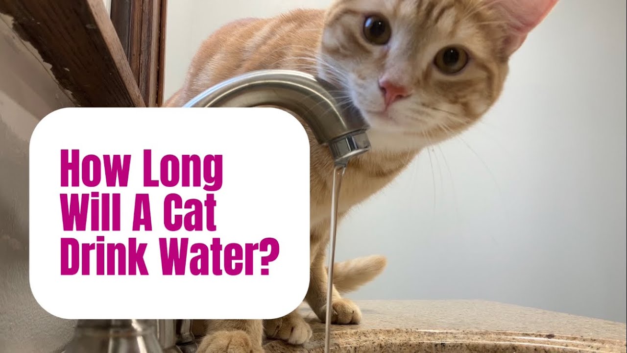 Can A Cat Drink Water After Surgery