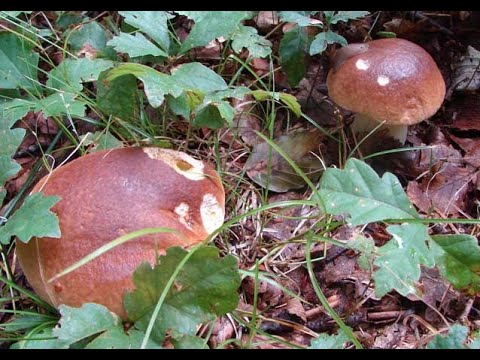 Tout savoir sur la culture des champignons (lactaires, bolets)