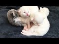 White Maine Coon Cat Kitten 9 Days old - Kittens growing up an warm each other