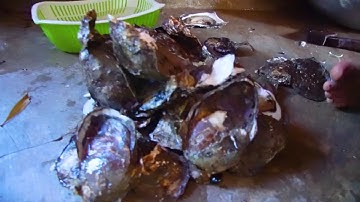 Tour du lịch xuyên rừng, tham quan khu nuôi hàu, thưởng thức đặc sản bãi bồi Mũi Cà Mau