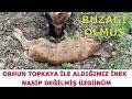 BUZAĞI ÖLMÜŞ  / ORHUN TOPKAYA İLE ALMIŞTIK NASİP DEĞİLMİŞ