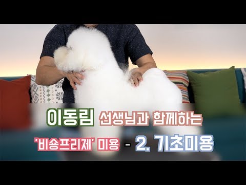 [애견미용] 비숑프리제 2. 기초미용 | Dog treatment for Bichon frise 2. Basic treatment