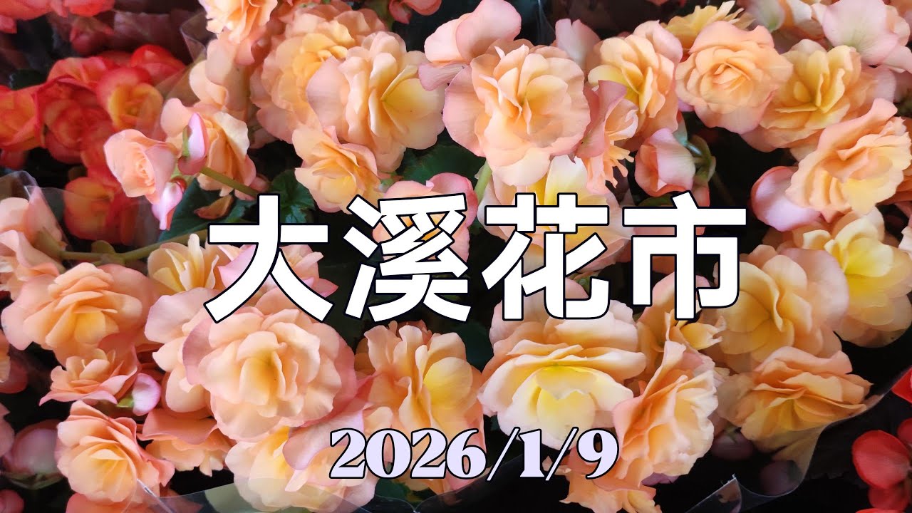 大溪花市 2026/1/9 大溪花市 一月 最新花訊介紹   