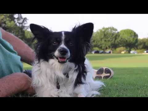 Dogs Beat Record Heat