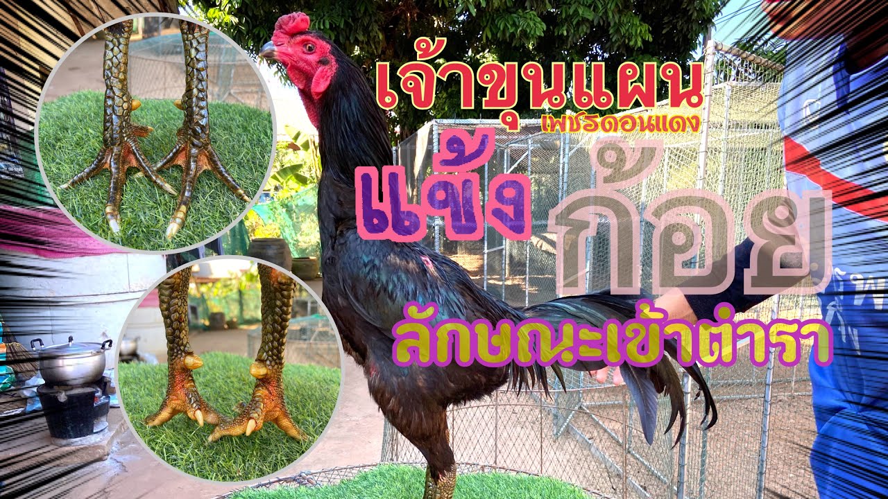 ลักษณะที่ดีของจ้าวขุนแผนก่อนย้ายบ้าน