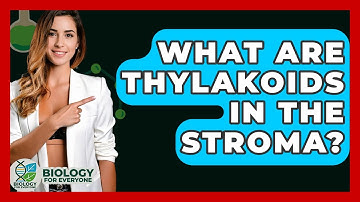 What Are Thylakoids In The Stroma? - Biology For Everyone