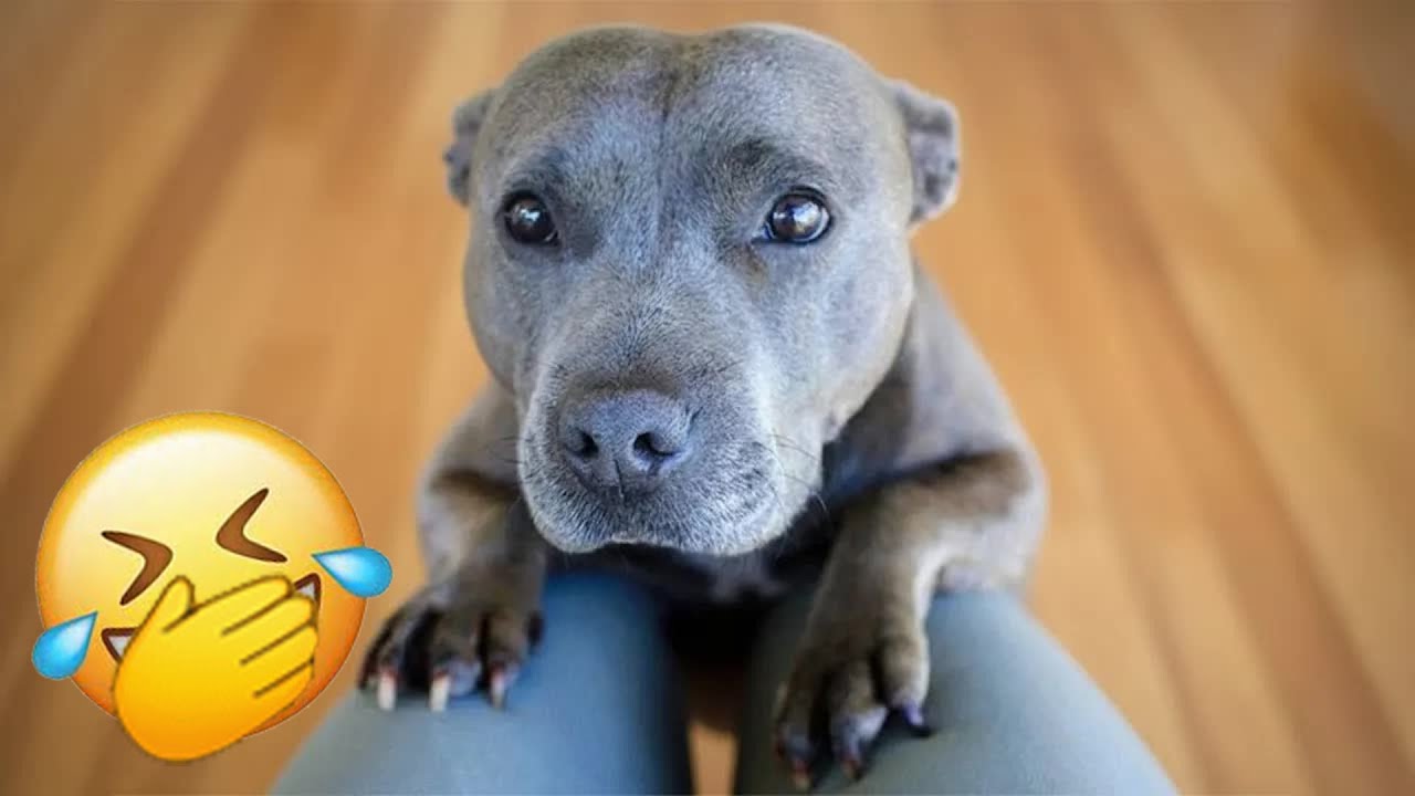 Funniest Cats and Dogs Clip 2025😼🐶Try Not To Laugh😜 😶‍🌫️ 