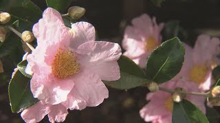 市の天然記念物「サザンカ」が見頃　直径10センチほどのピンクの花が咲き誇る　