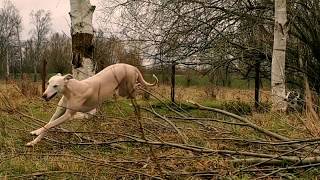 Synergy whippets on the move by Tomasz Kuszyk 100 views 4 years ago 51 seconds