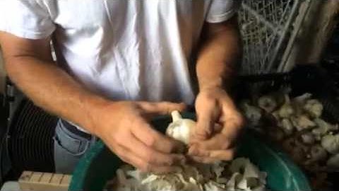 Grading garlic