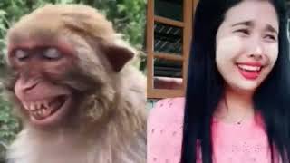 Monkey and makeup girl fake Lion and Fake Tiger/ Prank To dog & Huge Box Prank/ very funny video
