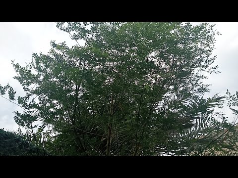 D KITA MA REACH KAYA HANGGANG TINGIN NA LANG-MALUNGGAY🤣