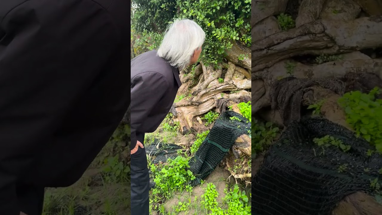 Cụ Duối Siêu Khủng | Gã Đầu Bạc - Vua Tùng  