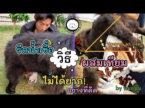 วิธีรีดน้ำเชื้อ และ ผสมเทียม สุนัข by หมอบีม | ลูกเราเป็นหมาหรือหมี