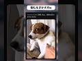 睨みをきかす犬w