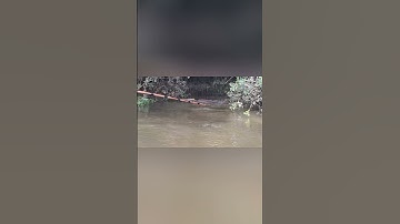 kích cá miền tây gặp phải thủy quái.