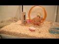 【いきものを飼うということ】はむはむの具合が悪いです