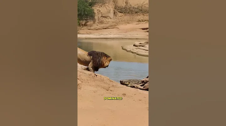 A large malelion fiercely drove a crocodile away from a deadhippo to claim the feast #PredatorVsPrey