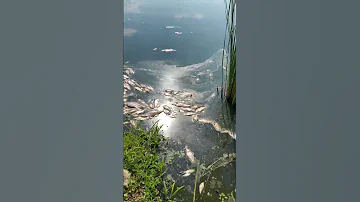 Total Fish Kill 100 Loss Of Life 
