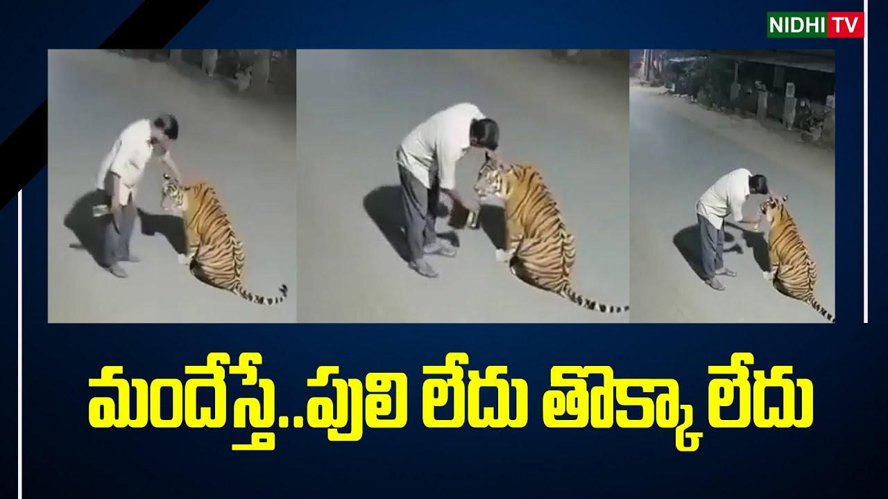మందేస్తే   పులి లేదు తొక్కలేదు | NewTiger & Man 