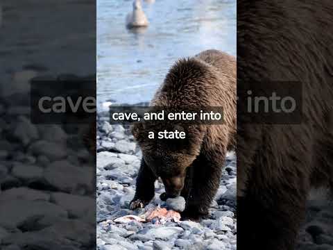 Video: Kenmerke van diere: waarom die beer hiberneer