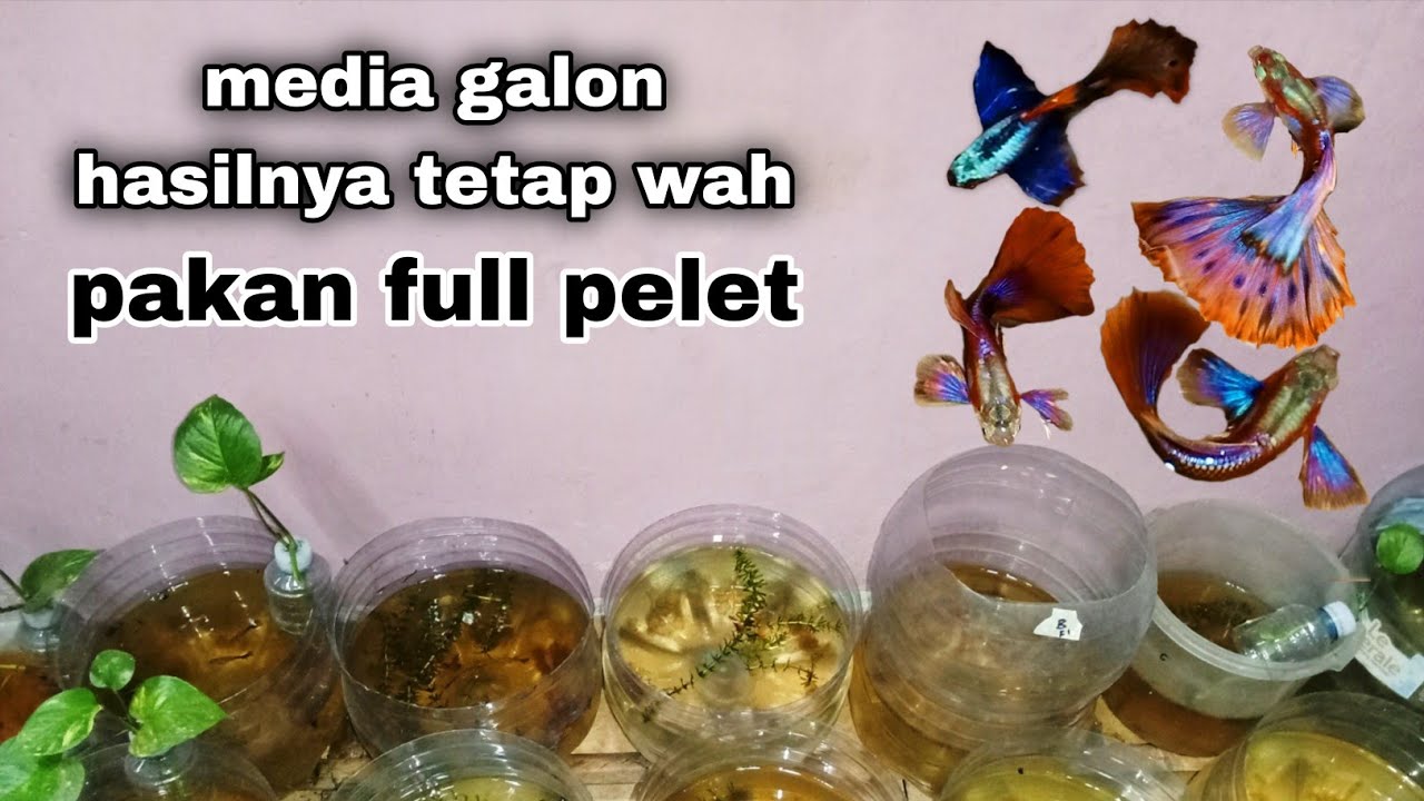 PASTI UNTUNG 🤑 budidaya ikan guppy di galon dalam rumah anti gagal MS-485
