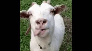 Like For Get It Goat Version - Gif