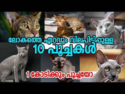 Top 10 Most Expensive Cats in the World | ലോകത്തെ ഏറ്റവും വിലപിടിപ്പുള്ള 10 പൂച്ചകൾ |