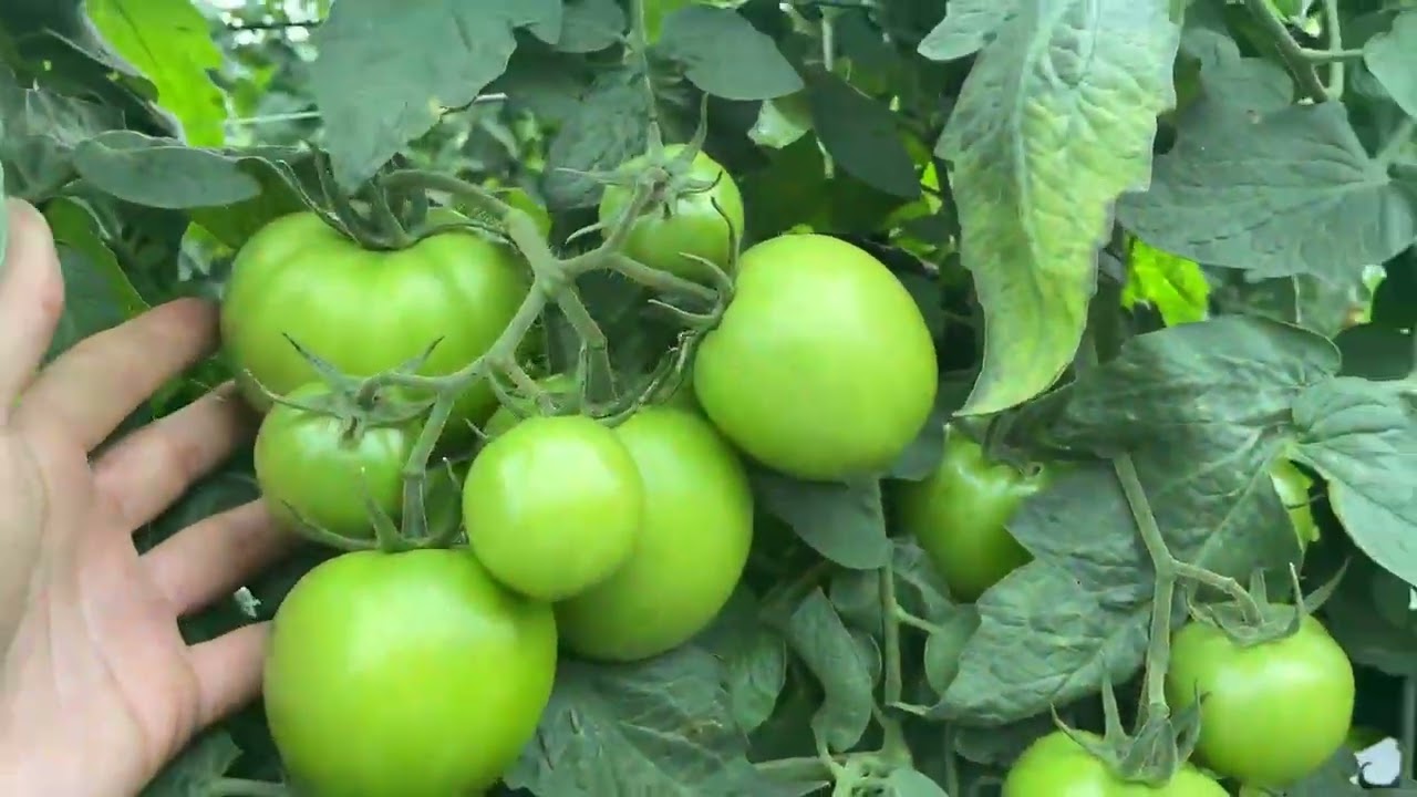 Red tomato NT137 for open field in China. 