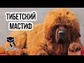 ✔ Тибетский мастиф - одна из самых дорогих пород в мире