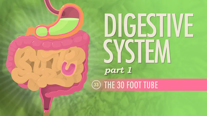 Digestive System, Part 1: Crash Course Anatomy & Physiology #33 - DayDayNews