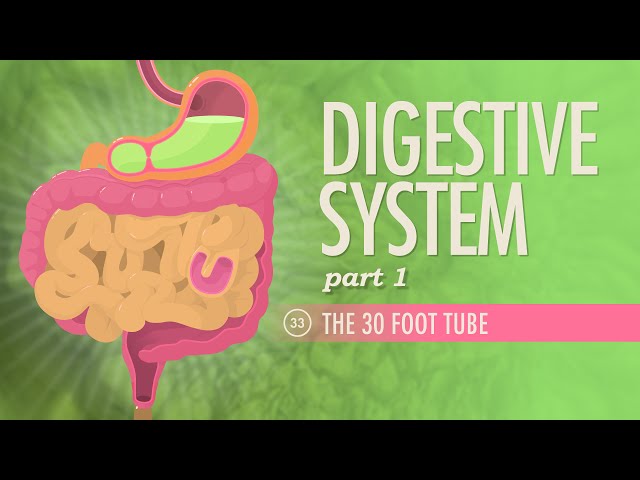 Digestive System, Part 1