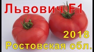 Львович F1 -  с.Бацманово Ростовской области.