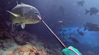 MASSIVE ULUA SNAPS MY 3 PRONG! - Spearfishing Hawaii